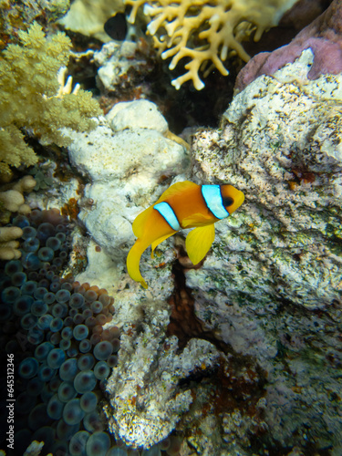 Clown fish in a coral reef in the Red Sea