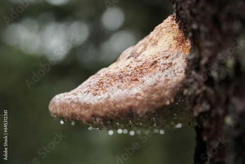 A big brown fungi on the tree with many water droplets on the edges