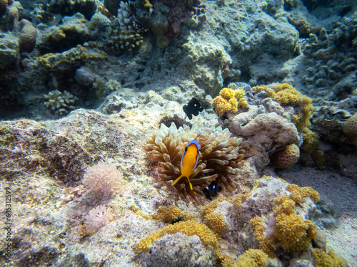 Clown fish in a coral reef in the Red Sea