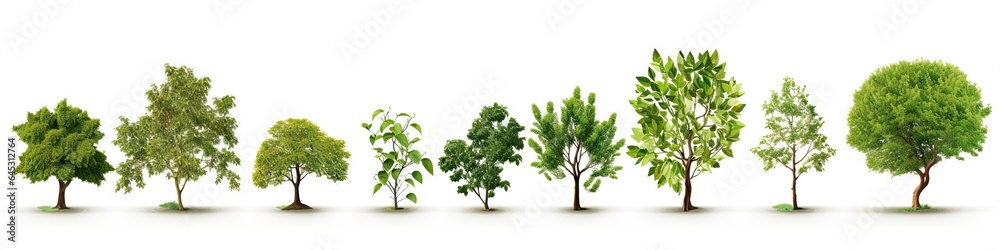 Fototapeta premium Whispers of woods. Botanical symphony. Nature diversity. Trees in summer splendor. Botanical elegance. Leaves branches and life. Tree on white background isolated