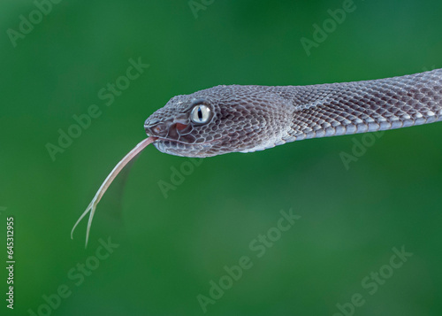 closeup of snake
