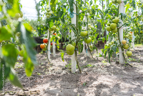 Organic, homegrown tomato plants