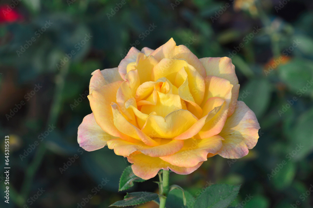 Yellow Grandiflora Rose near Pune, Maharashtra, India Yellow Grandiflora Rose near Pune, Maharashtra, India