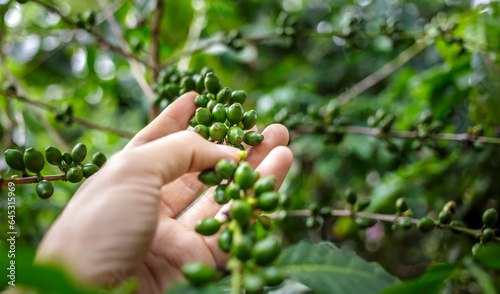 Fresh organic green raw coffee berries and unripe coffee cherry beans in hand famer on a coffee tree plantation
