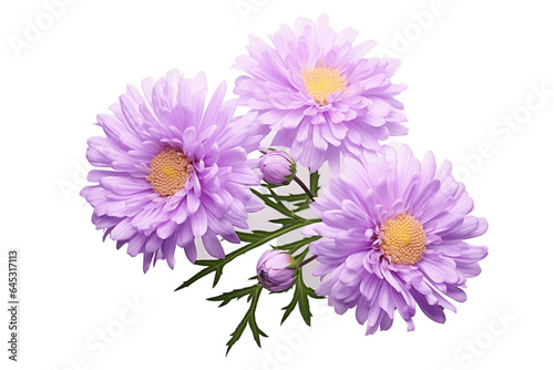 Aster Flower on Transparent Background. Generative Ai.