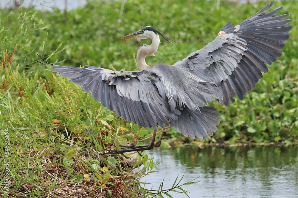 Naklejka premium Great Blue Heron Coming in for a Perfect Landing Paynes Prairie Gainesville Micanopy Florida State park