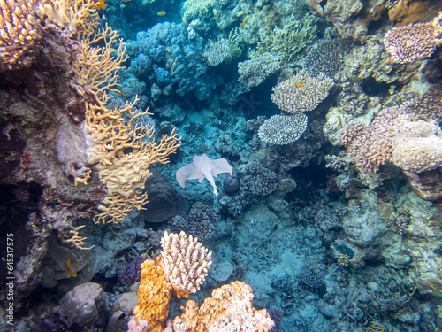 Taeniura lymma at the bottom of a coral reef in the Red Sea photo