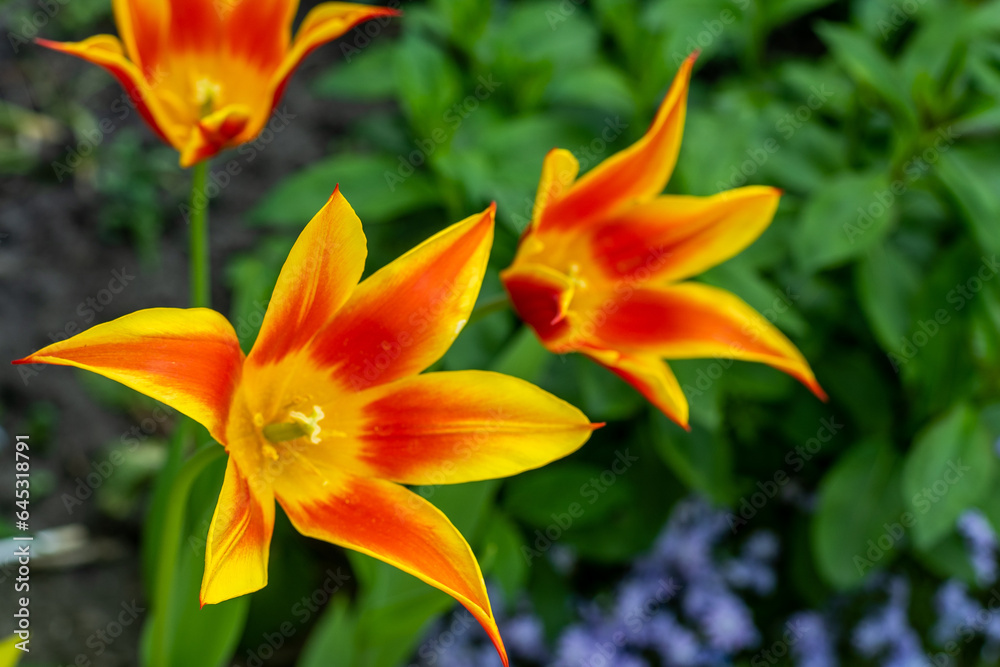 Yellow red tulips of an unusual rare variety flower buds. Spring background. Petal flora nature. Blooming bud on flowerbed garden.