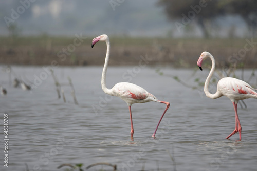 Pair of Greater Flamingo, Phoenicopterus roseus, Ujjani Dam backwaters, Bhigwan, Maharashtra, India