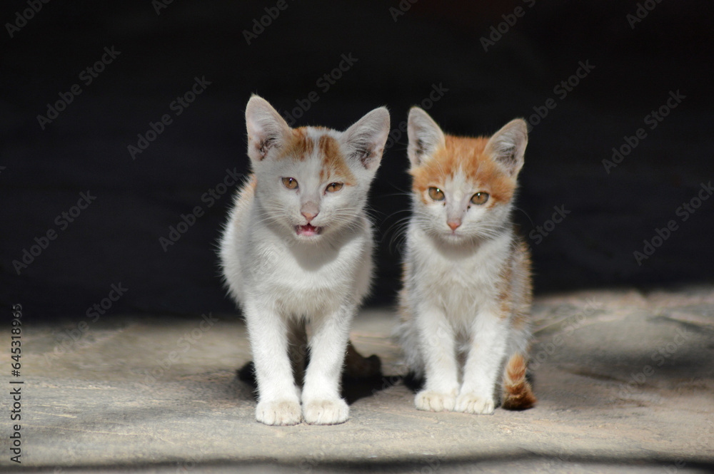 Pair of beautiful kittens, near Pune