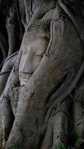 Buddha head in banyan tree roots t at Wat Mahathat, Ayutthaya.
