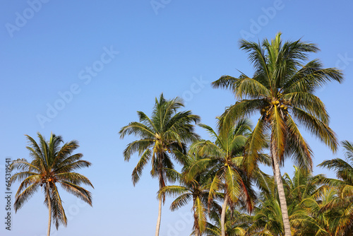 Coconut palm trees on blue sky background. Tropical beach  paradise nature