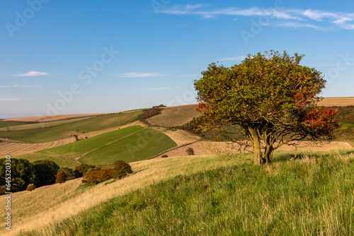 Looking out over the South Downs on a sunny September evening