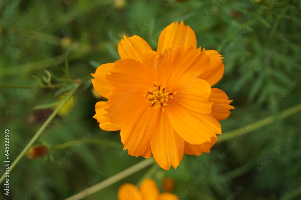 Flor naranja macro con pétalos perfectos y polen Flor naranja macro con pétalos perfectos y polen