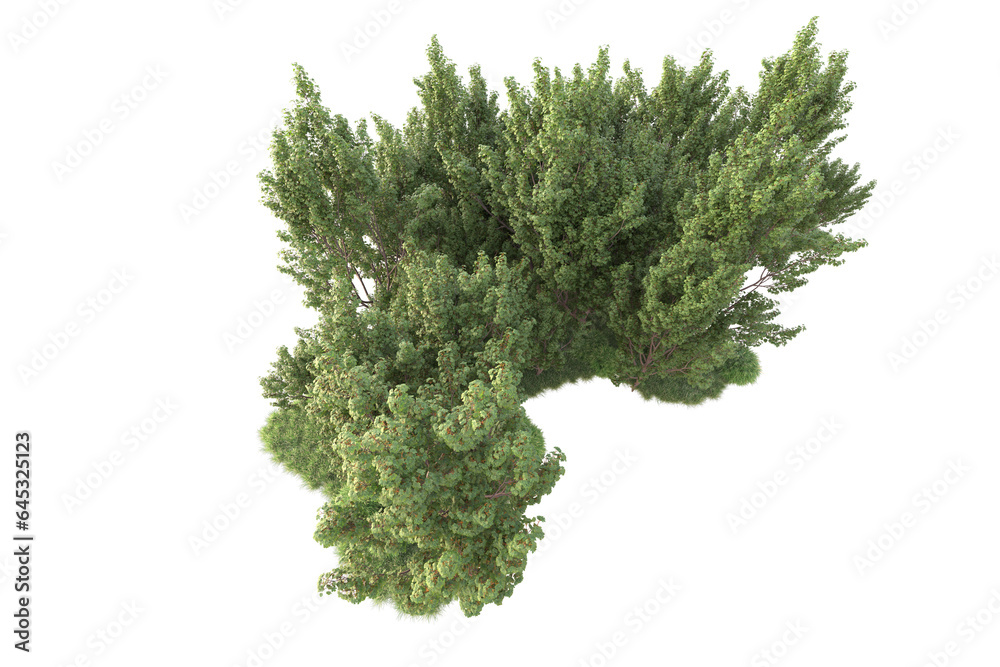Realistic forest isolated on transparent background. 3d rendering - illustration Realistic forest isolated on transparent background. 3d rendering - illustration