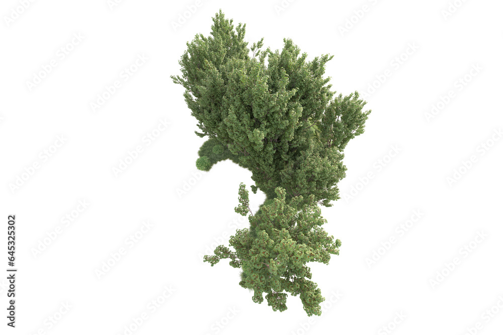 Fototapeta premium Realistic forest isolated on transparent background. 3d rendering - illustration