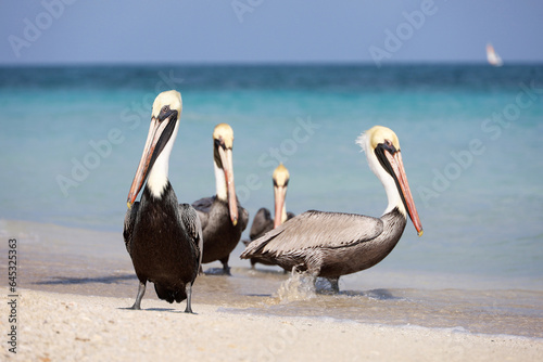 Four pelicans resting on the sand of the Atlantic ocean beach. Wild birds on blue waves background