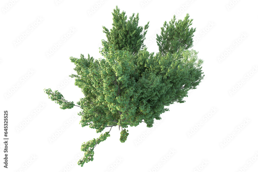 Fototapeta premium Realistic forest isolated on transparent background. 3d rendering - illustration