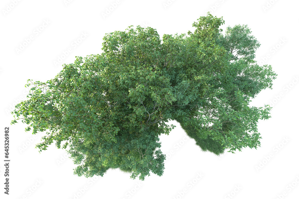Fototapeta premium Realistic forest isolated on transparent background. 3d rendering - illustration