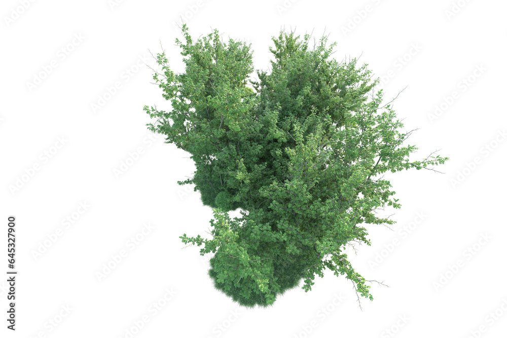 Fototapeta premium Realistic forest isolated on transparent background. 3d rendering - illustration