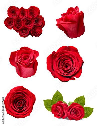 flower rose petal blosspm background