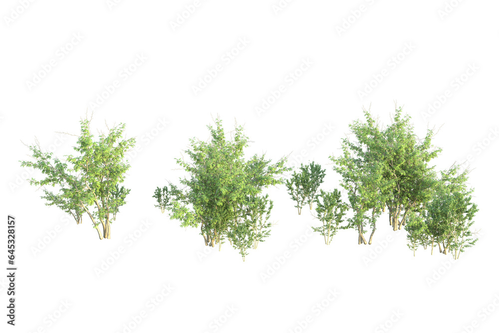 Obraz premium Realistic forest isolated on transparent background. 3d rendering - illustration