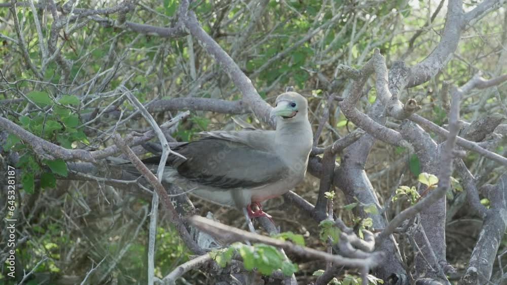 red footed booby, Sula sula, sitting in the bushes of Genovesa island in the pacific ocean of the Galapagos islands, Ecuador. red footed booby, Sula sula, sitting in the bushes of Genovesa island in the pacific ocean of the Galapagos islands, Ecuador.
