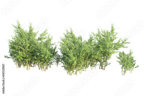 Realistic forest isolated on transparent background. 3d rendering - illustration