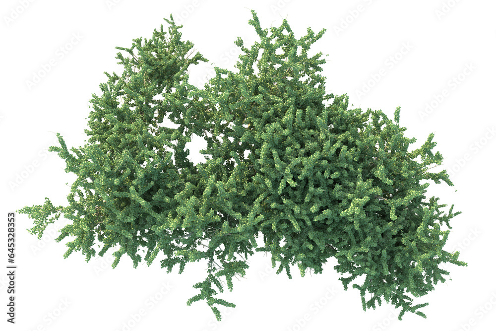 Realistic forest isolated on transparent background. 3d rendering - illustration Realistic forest isolated on transparent background. 3d rendering - illustration