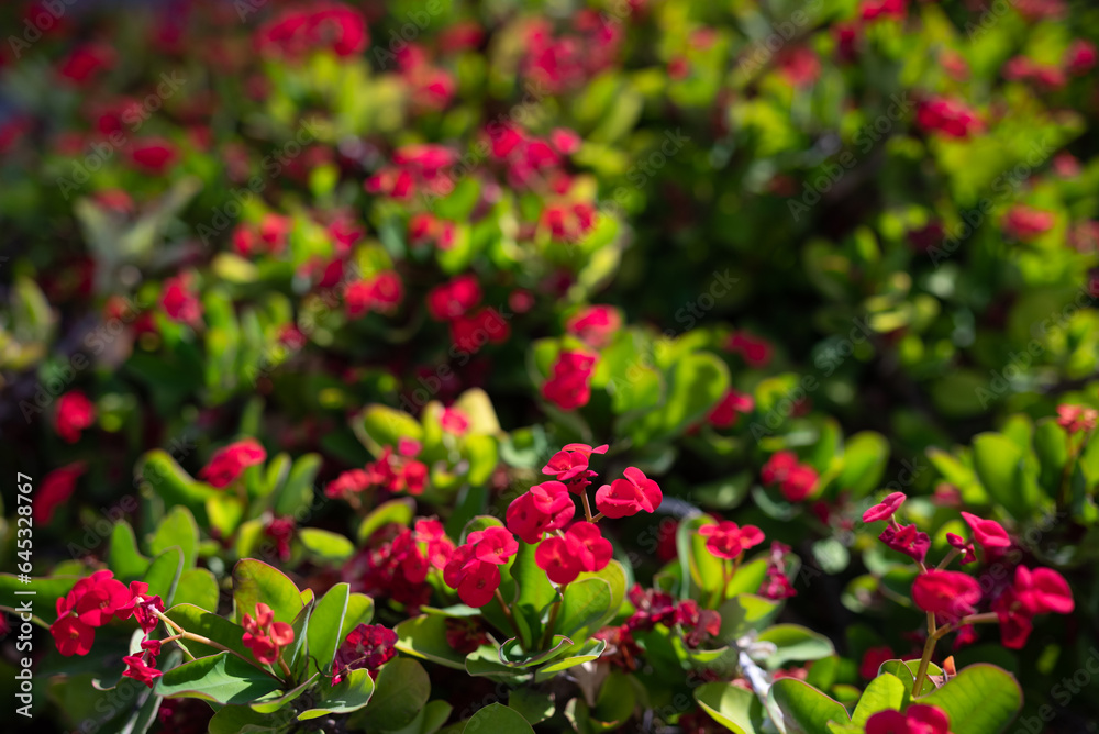 Red flower background of Crown of thorns or Christ plant among green leaves Red flower background of Crown of thorns or Christ plant among green leaves