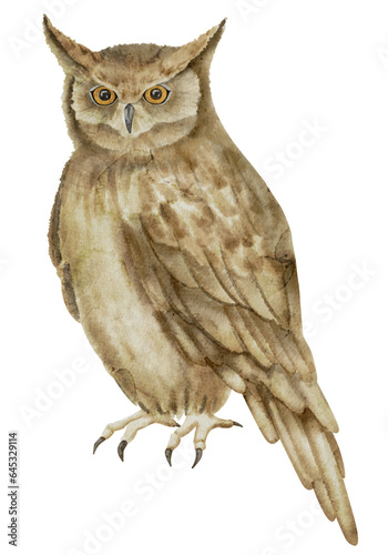 Horned Owl on isolated background. Watercolor illustration of a sitting night Bird. Hand drawn clip art of a forest Animal with brown wings. Drawing of owlet. Symbol of wisdom in fairy tales.