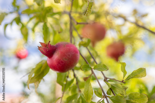 Ripe pomegranate fruits growing on a tree on blue sky background