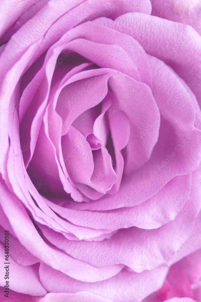 Delicate purple rose flowers. Present. Floral background. Delicate purple rose flowers. Present. Floral background.