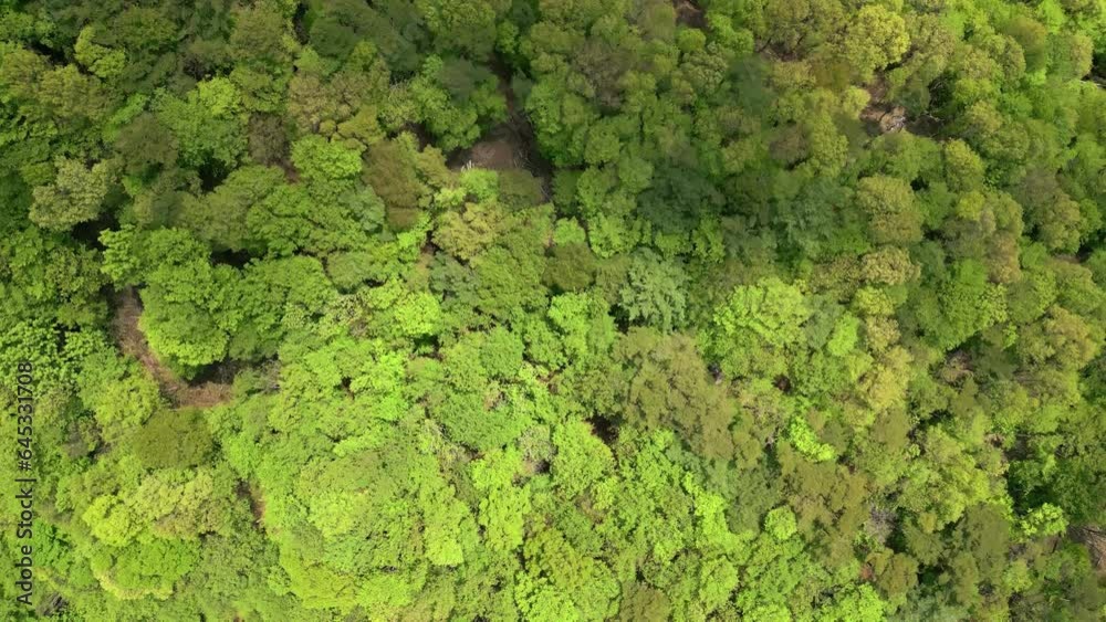 Top down aerial view of a huge, unbroken forest on an old volcanic lava flow (Aokigahara, Japan) Top down aerial view of a huge, unbroken forest on an old volcanic lava flow (Aokigahara, Japan)