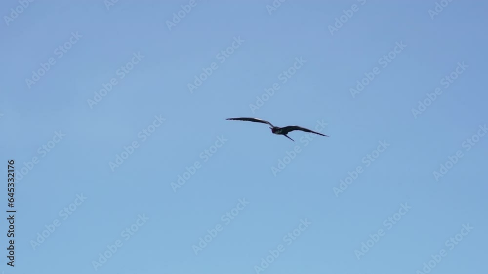 Magnificent frigatebird, Fregata magnificens, a big black sea bird with a characteristic red gular sac, soaring in the clear blue sky over a cruise ship at the coastline of the Galapagos islands. Magnificent frigatebird, Fregata magnificens, a big black sea bird with a characteristic red gular sac, soaring in the clear blue sky over a cruise ship at the coastline of the Galapagos islands.