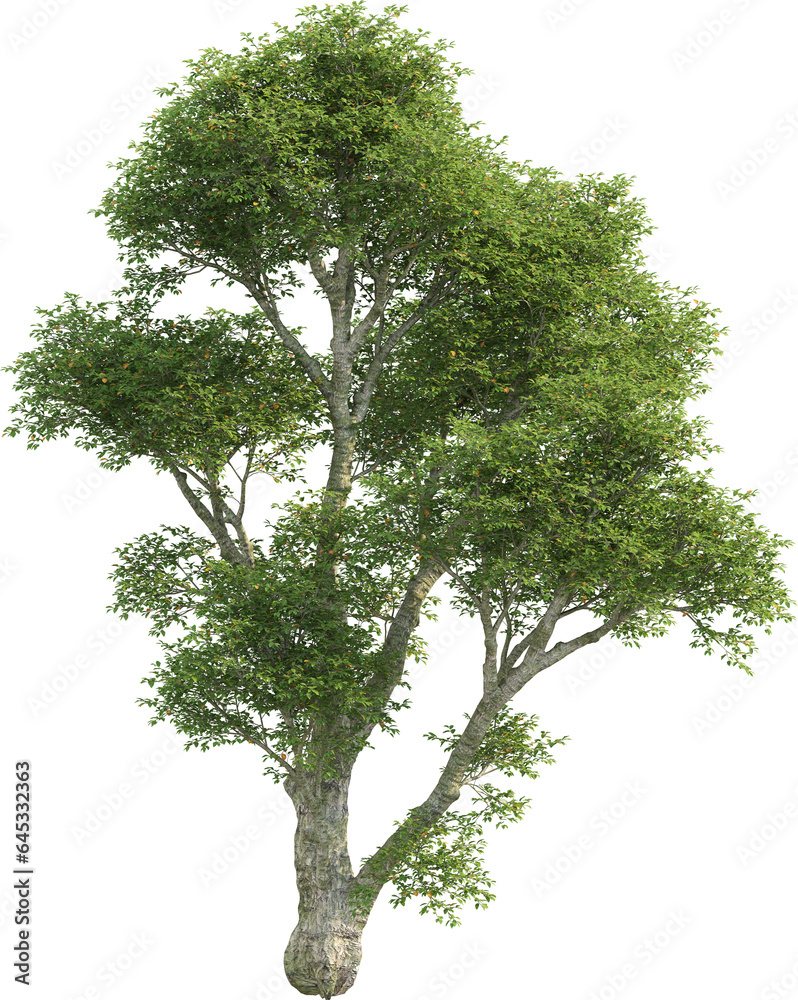Obraz premium Side view of Quercus tree