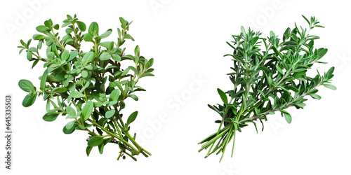 Several sprigs of thyme transparent background