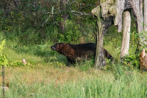 Wolverine in the forest photo