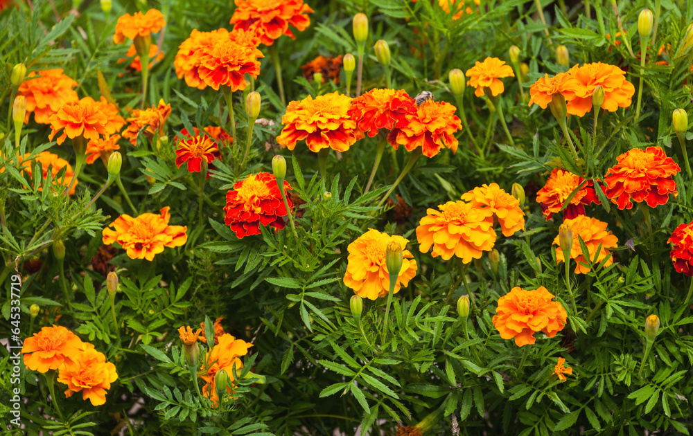 Natural floral background of bright fresh blooming marigolds. View of yellow, orange, red flowers in flower bed in the garden. Summer or early autumn backdrop. Close-up, top view