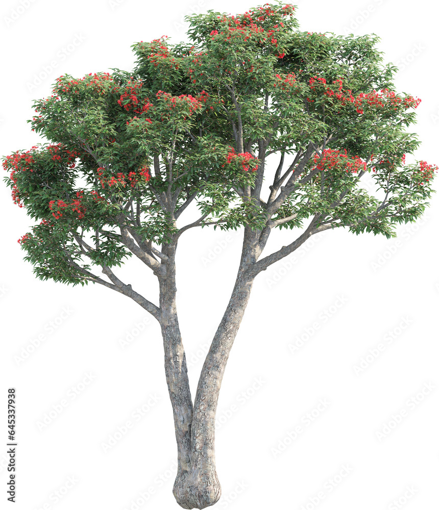 Side view of Corymbia tree with red flowers