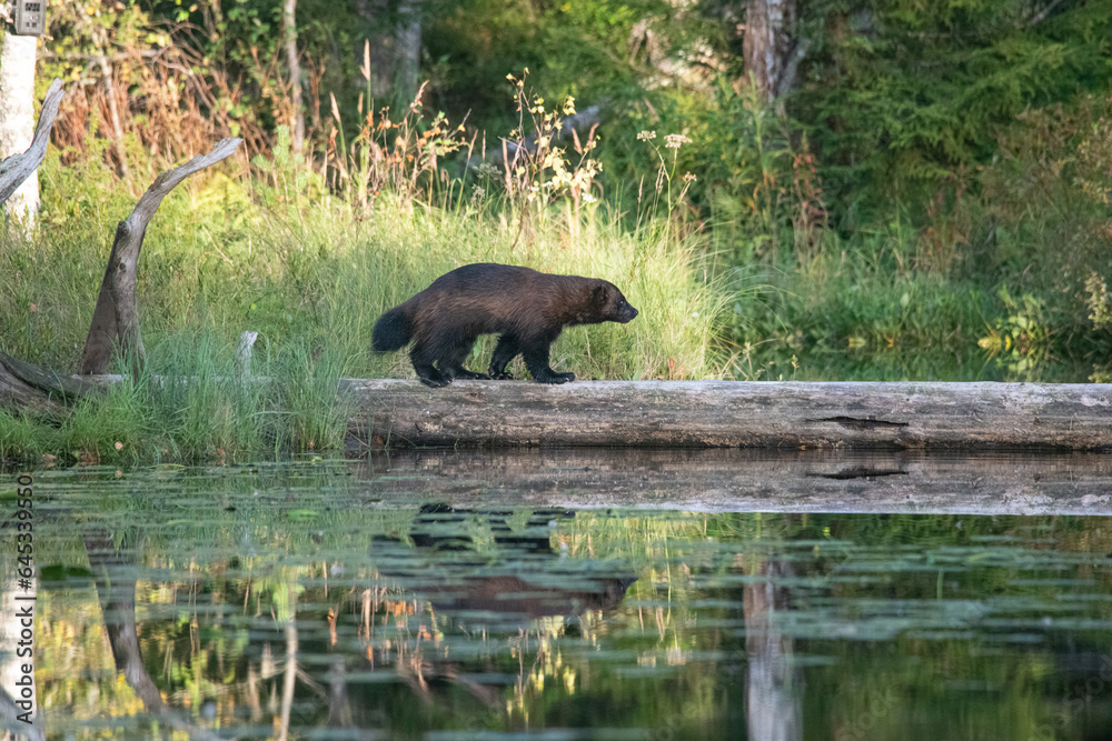 Wolverine in the forest Wolverine in the forest