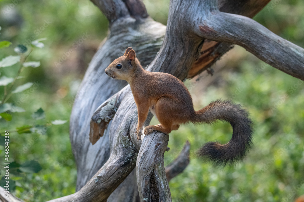 Squirrel in the forest Squirrel in the forest