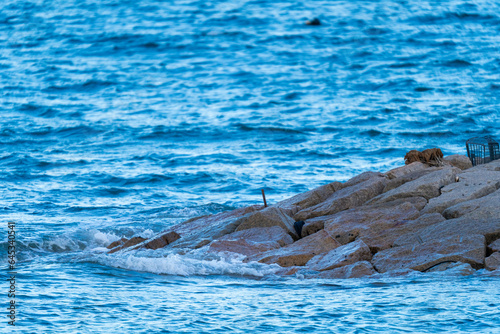 Wallpaper Mural 淡路島 東浦周辺の風景 Torontodigital.ca
