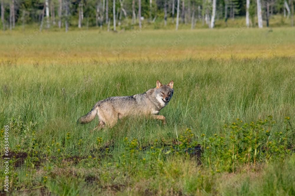 Obraz premium Wolf in the forest