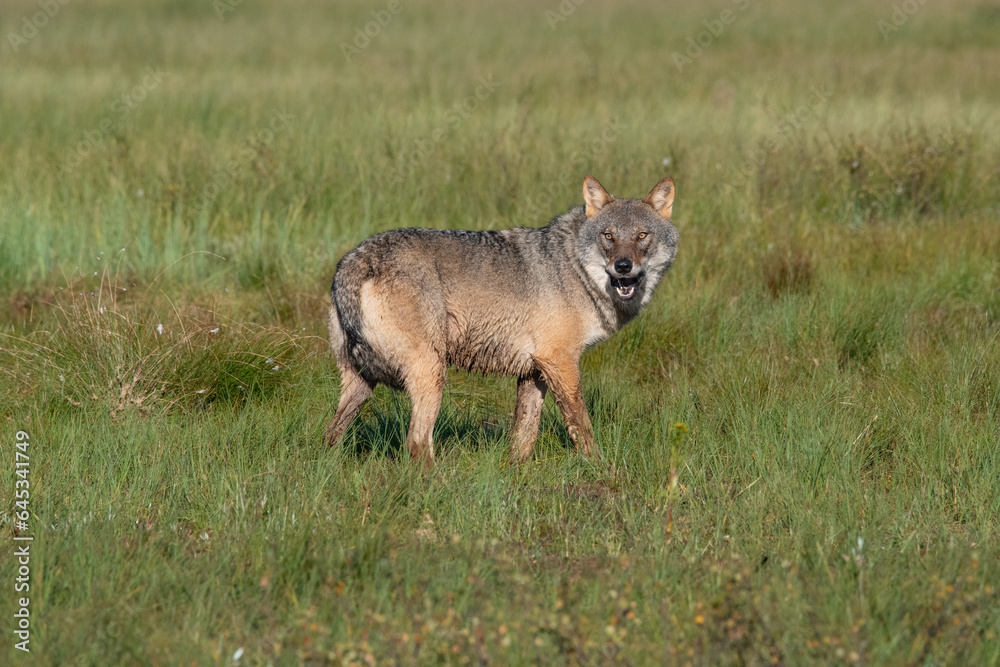 Fototapeta premium Wolf in the forest