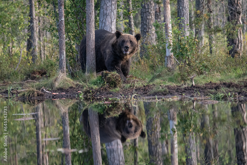 Brown bear in the forest Brown bear in the forest