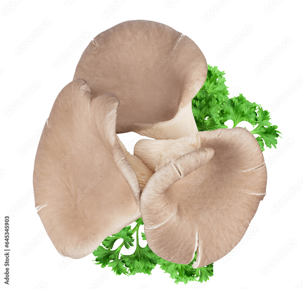 Fototapeta premium Oyster mushrooms isolated on white background with full depth of field. Top view. Flat lay