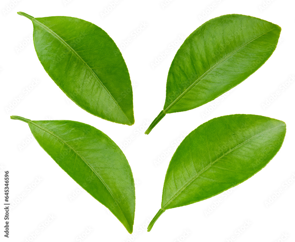 Green leaves isolated on white Green leaves isolated on white