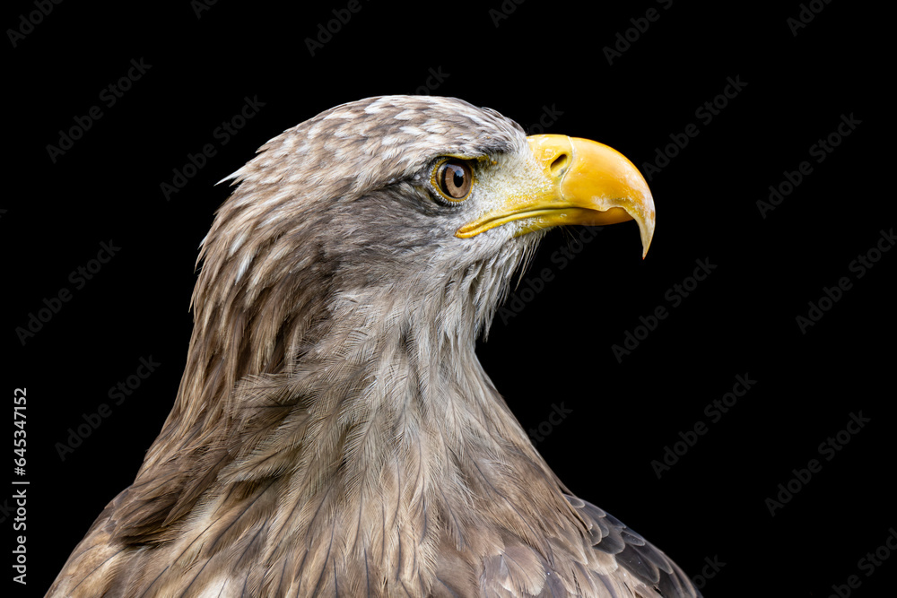 White-tailed eagle on black background. White-tailed eagle on black background.