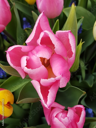 pink and white tulips photo